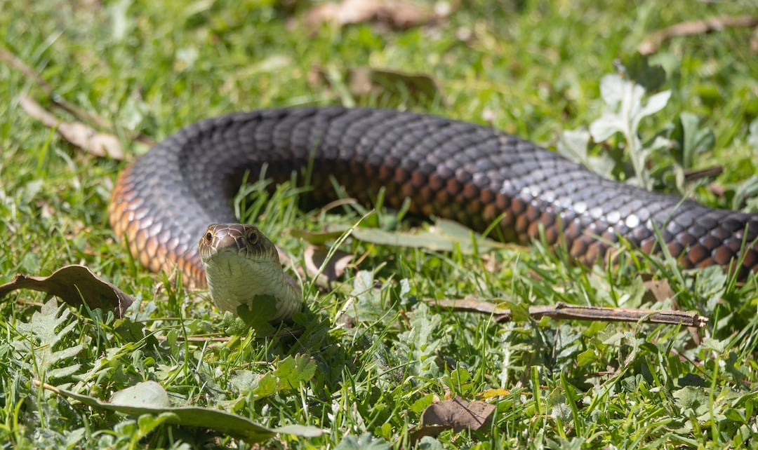 Lowland Copperhead Australian Snake Photography Digital Download Etsy