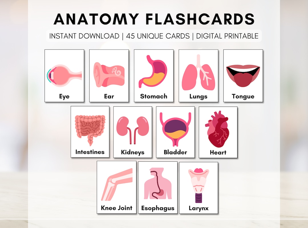 Anatomy Flash Cards Human Body Learning Classroom Education Health Biology Diagrams