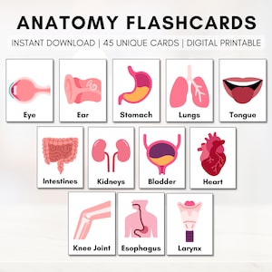 Anatomy Flash Cards, Human Body Learning, Classroom Education, Health Learning, Kids Science (Digital Printable)