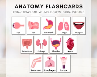 Anatomy Flash Cards, Human Body Learning, Classroom Education, Health Learning, Kids Science (Digital Printable)