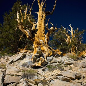 Poster Oude Bristlecone-dennenboom