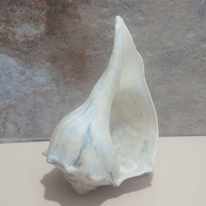 May include: A large, off-white conch shell with a prominent spiral and a wide, open aperture. The shell has subtle blue-gray markings and a smooth, polished appearance. The shell is a natural, decorative item.