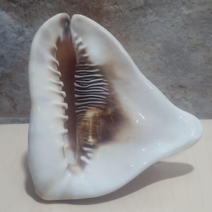 Pode incluir: Uma concha grande e brilhante com exterior branco cremoso e interior castanho. A concha tem uma forma distinta com uma abertura ampla e uma borda texturizada. O interior apresenta listras castanhas escuras.