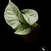 Syngonium Confetti 2 US SELLER - Etsy