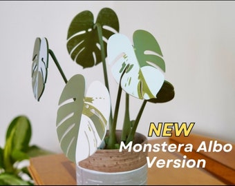 Planta de interior Monstera Albo con hojas de platillo magnético | HousePlant Monstera expandible | Posavasos | Posavasos | Regalo