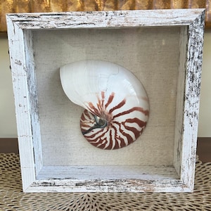 May include: A white and brown nautilus shell framed in a white distressed wood frame. The frame has a linen backing.