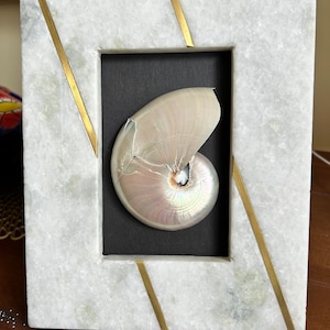 Pearl Center Sliced Nautilus Shell, Solid White Stone Frame, White Polished Nautilus Shell, Coastal Art, Coastal Table Decor, Nautical Shell