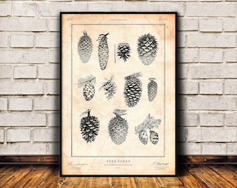 Pinecone print, Cabin decor, Botanical print, Pine cone art, Antique decor, Vintage poster