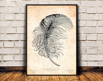 Ostrich feather print, Lodge wall art, Bird gift, Cabin decor, Antique illustration