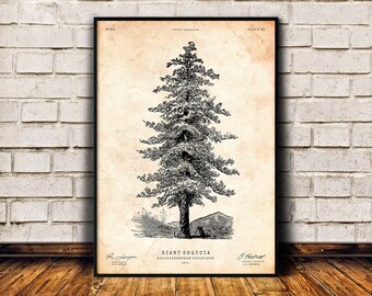 Impresión de árbol de sequoia, arte de pared de pino, decoración de cabaña, arte de árbol, impresión de historia natural