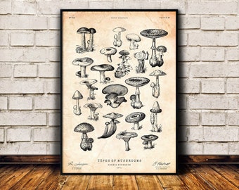 Mushrooms decor, Fungi print, Botanical wall art, Mycology art print, Food poster