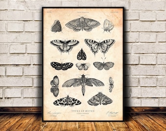Moths art print, Insect art, Antique engraving, Natural history decor, Cabin wall art