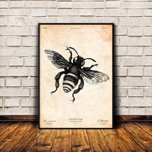 Bee gifts, Honey bee print, Insect art, Natural history decor, Antique engraving