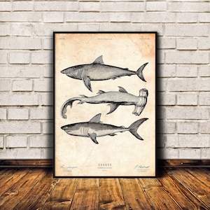 Shark print, Nautical wall art, Sharks poster, Beach house decor, Vintage art