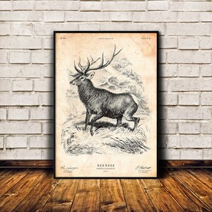 Deer art print, Giclée print, Animal artwork, Vintage decor, Lake house wall art