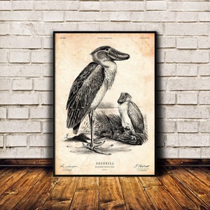 Póster de pájaro, arte de Shoebill, impresión de Audubon, decoración de Lodge, arte de pared de Lakehouse