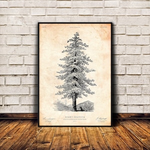 Sequoia tree print, Pine tree wall art, Cabin decor, Tree art, Natural history print