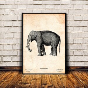 Impresión de elefante, decoración de Safari, arte de pared vintage, cartel de animales, ilustración antigua