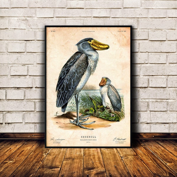 Impression d'art Shoebill, cadeau d'amant d'oiseau, impression d'ornithologie, affiche vintage, décor de cabine, art mural Lakehouse