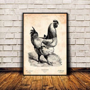 Stampa d'arte del gallo, regalo di pollo, arredamento della parete della fattoria, poster di uccelli vintage, stampa di uccelli, arredamento antico