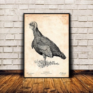 Decoración de la cabaña, Impresión de pavo, Grabado antiguo, Regalo amante de las aves, Cartel de aves vintage