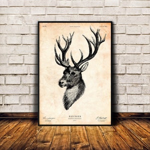 Red deer print, Stag head wall art, Animal lover gift, Lake house decor, Vintage print