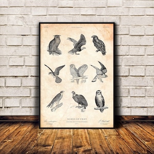 Arte de aves rapaces, impresión de biología, impresión de arte de vida silvestre, póster de parque nacional, arte de pared forestal, regalo de aves