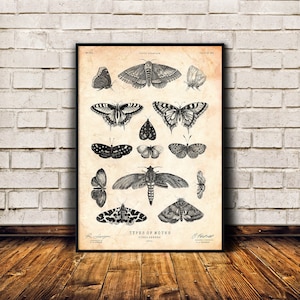Moths art print, Insect art, Antique engraving, Natural history decor, Cabin wall art