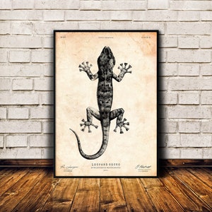 Gecko poster, Leopard gecko print, Lizard wall art, Reptile lover gift, Natural history print