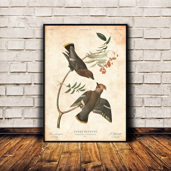 Cedar Waxwing print, Ornithology poster, Rustic decor, Cabin wall art