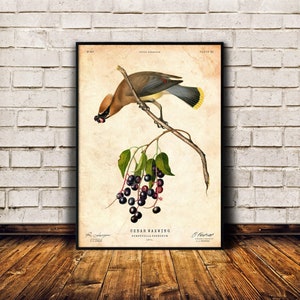 Cartel vintage Cedar Waxwing, regalos de aves, decoración de cabina, arte de pared antiguo