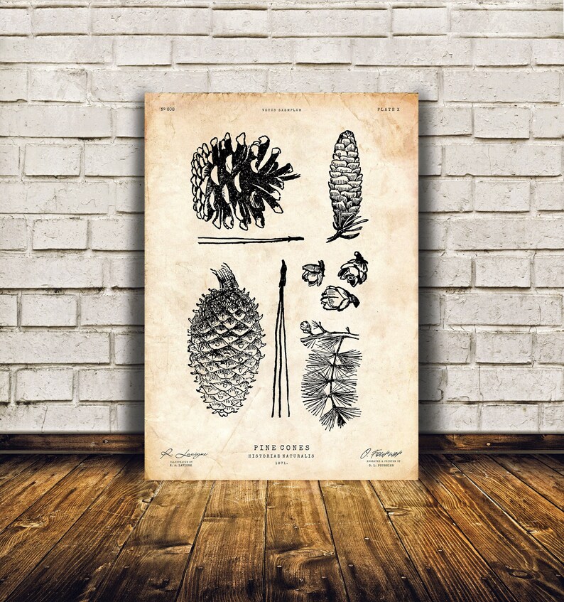 Puede incluir: Una ilustraci&oacute;n bot&aacute;nica vintage de pi&ntilde;as. La imagen muestra varias pi&ntilde;as en blanco y negro, incluyendo una pi&ntilde;a grande y cerrada, una pi&ntilde;a m&aacute;s peque&ntilde;a y abierta, y varias escamas individuales. El texto "PINE CONES" est&aacute; impreso en la parte inferior de la imagen, junto con las palabras "HISTORIAE NATURALIS" y "1871."