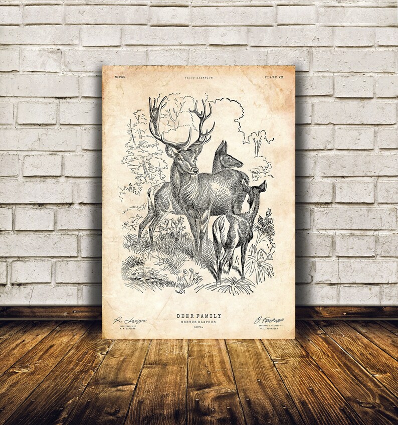 May include: A vintage black and white illustration of a deer family, including a buck, doe, and fawn. The image is titled "Deer Family, Cervus Elaphus, 1871."