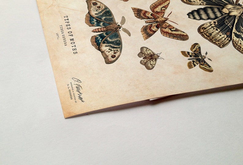 Dark Academia Decor Moths Chart Insects Art Print Cabin - Etsy