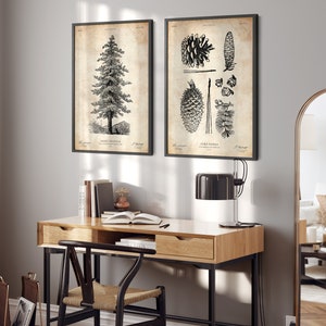 Puede incluir: Dos ilustraciones bot&aacute;nicas en blanco y negro enmarcadas. La ilustraci&oacute;n de la izquierda muestra un pino con el texto "Pinus Strobus" y la ilustraci&oacute;n de la derecha muestra una pi&ntilde;a con el texto "Pine Cones".