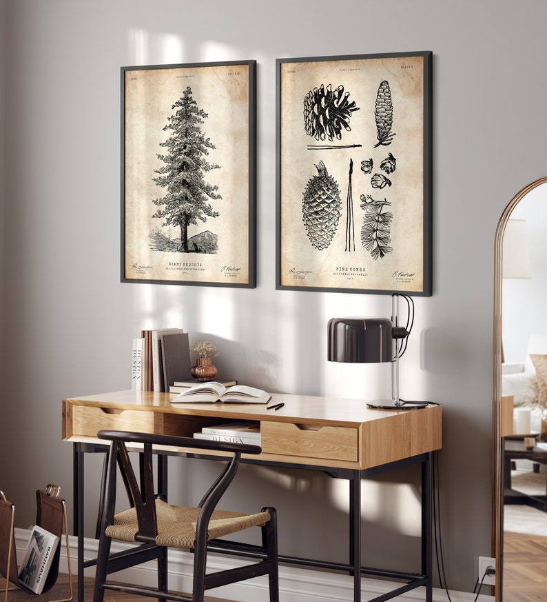 Puede incluir: Dos ilustraciones bot&aacute;nicas en blanco y negro enmarcadas. La ilustraci&oacute;n de la izquierda muestra un pino con el texto "Pinus Strobus" y la ilustraci&oacute;n de la derecha muestra una pi&ntilde;a con el texto "Pine Cones".