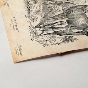 May include: A vintage illustration of a deer family, including a buck, doe, and fawn, standing in a forest setting. The image is printed on aged paper with a textured surface. The text "DEER FAMILY, CERVUS ELAPHUS, SPEC." is printed in the upper left corner.
