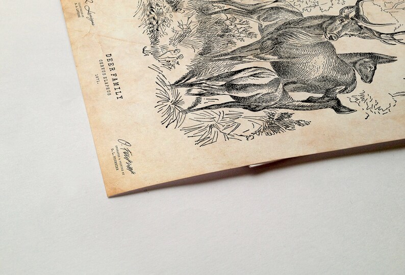 May include: A vintage illustration of a deer family, including a buck, doe, and fawn, standing in a forest setting. The image is printed on aged paper with a textured surface. The text "DEER FAMILY, CERVUS ELAPHUS, SPEC." is printed in the upper left corner.