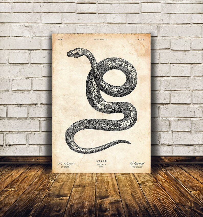 May include: A vintage black and white illustration of a snake, with the text "SNAKE SERPENS 1871" below the image.