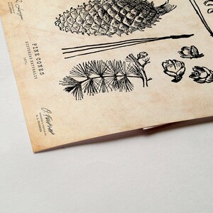 Puede incluir: Una ilustraci&oacute;n vintage de pi&ntilde;as y agujas de pino. La imagen est&aacute; en blanco y negro y tiene un fondo marr&oacute;n. El texto "PINE CONES" est&aacute; impreso en la parte superior de la imagen.