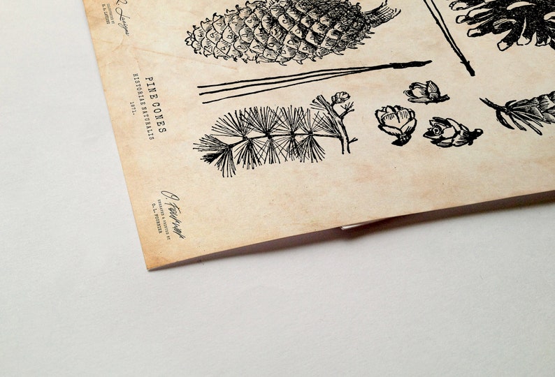 Puede incluir: Una ilustraci&oacute;n vintage de pi&ntilde;as y agujas de pino. La imagen est&aacute; en blanco y negro y tiene un fondo marr&oacute;n. El texto "PINE CONES" est&aacute; impreso en la parte superior de la imagen.