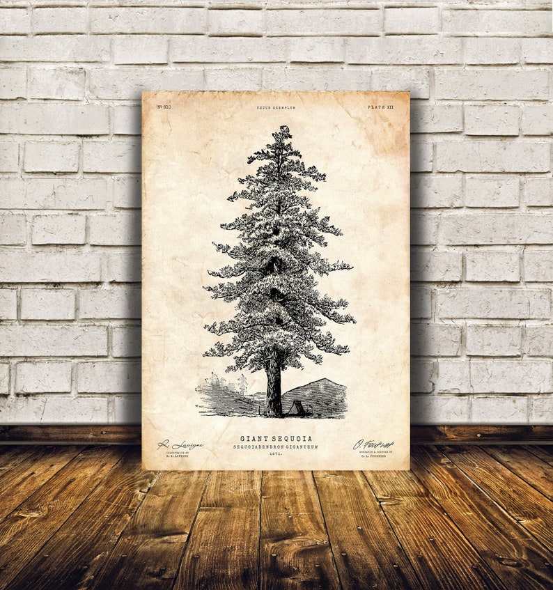Sequoia tree print, Pine tree wall art, Cabin decor, Tree art, Natural history print image 4