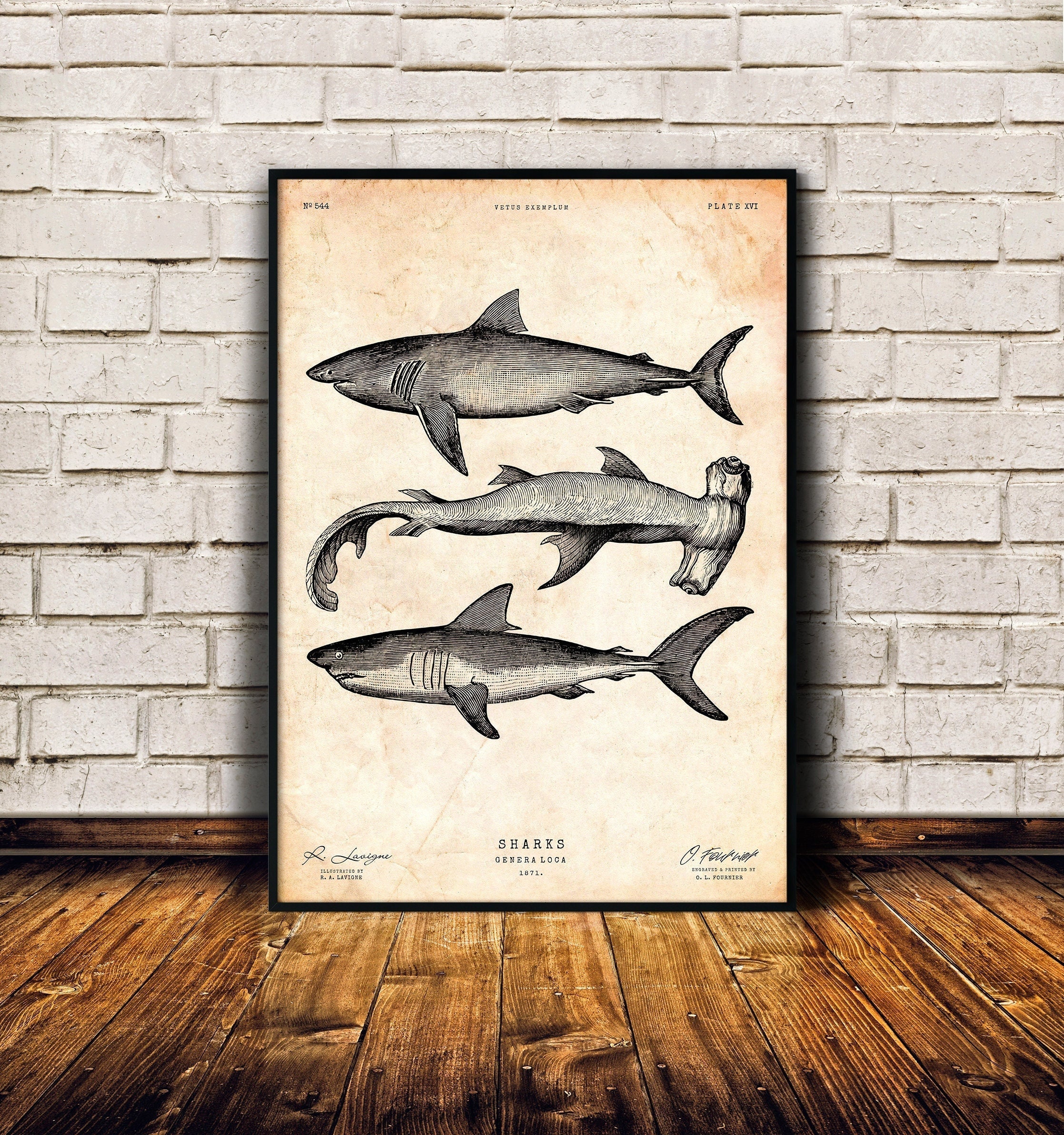 Shark Black and White Poster -  UK
