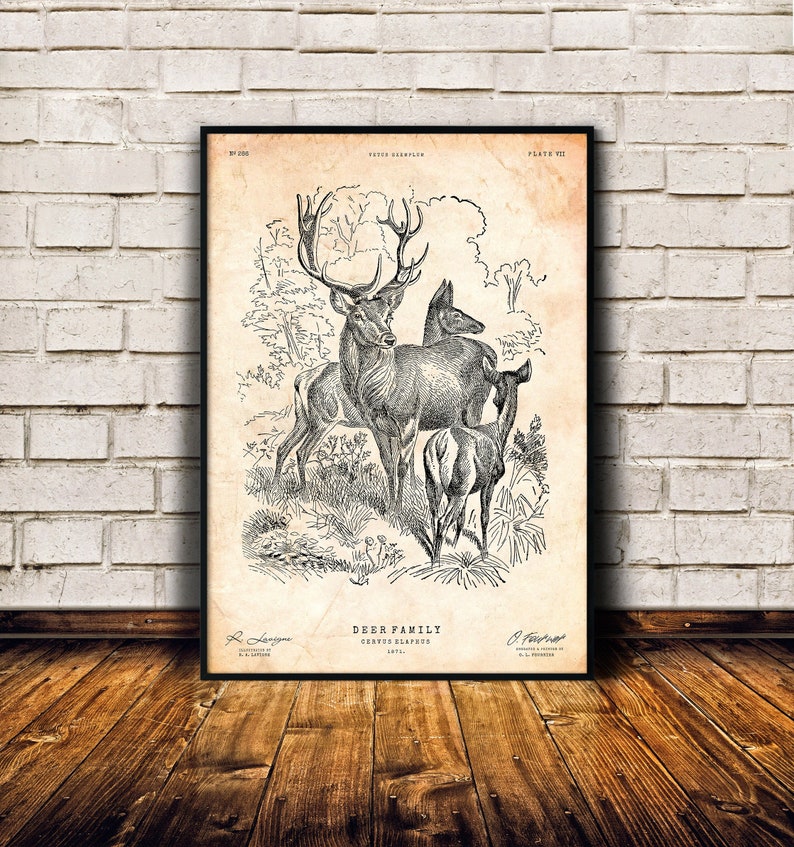 May include: A vintage black and white illustration of a deer family, including a buck, doe, and fawn. The image is labeled "Deer Family, Genus Elaphus, 1871."