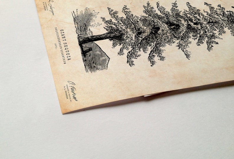 Sequoia tree print, Pine tree wall art, Cabin decor, Tree art, Natural history print image 3