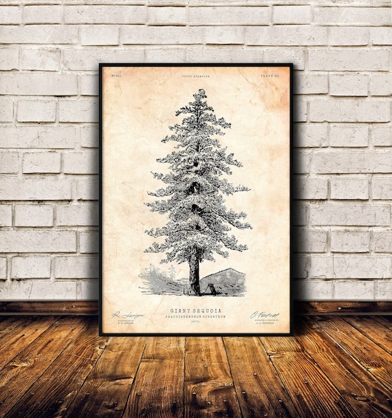 Sequoia tree print, Pine tree wall art, Cabin decor, Tree art, Natural history print