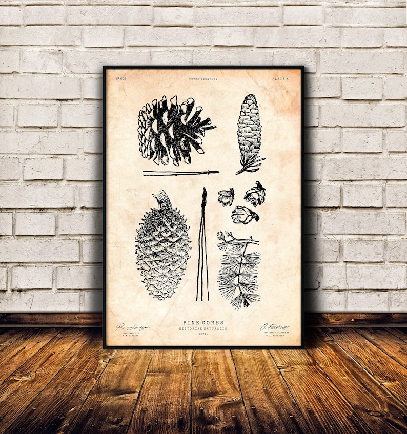 Puede incluir: Una ilustraci&oacute;n bot&aacute;nica vintage de pi&ntilde;as. El dibujo en blanco y negro muestra diferentes etapas del desarrollo de las pi&ntilde;as, incluyendo una pi&ntilde;a cerrada, una pi&ntilde;a abierta y una aguja de pino. La imagen se titula "Pine Cones" e incluye el texto "Historiae Naturalis" y "1871".