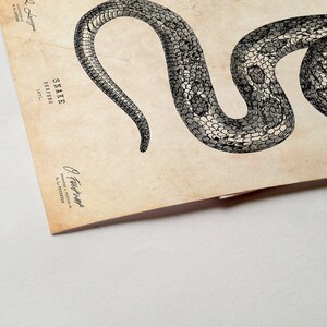 May include: A vintage illustration of a snake on a beige background. The snake is black and white and is curled in a circle. The text "SNAKE SERPENS 1871" is printed on the page.