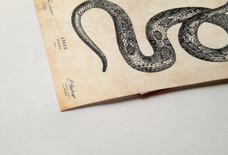 May include: A vintage illustration of a snake on a beige background. The snake is black and white and is curled in a circle. The text "SNAKE SERPENS 1871" is printed on the page.