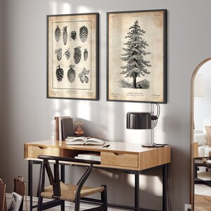 Sequoia tree print, Pine tree wall art, Cabin decor, Tree art, Natural history print image 2